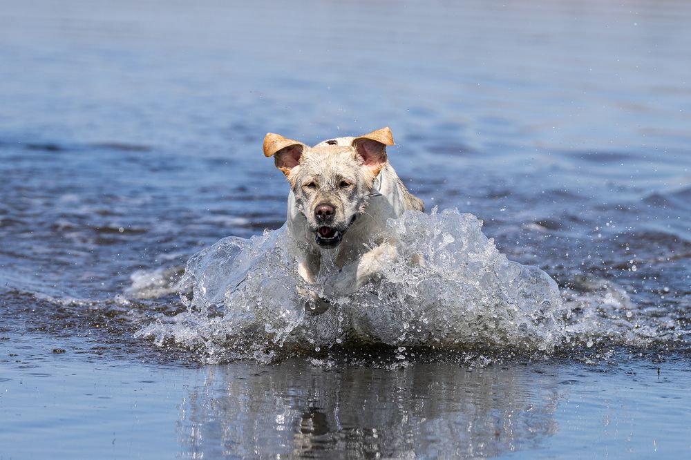 Фотография автора Елена Баврина