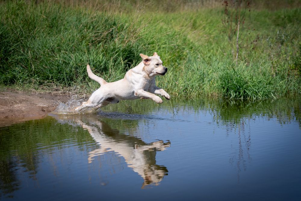 Фотография автора Елена Баврина