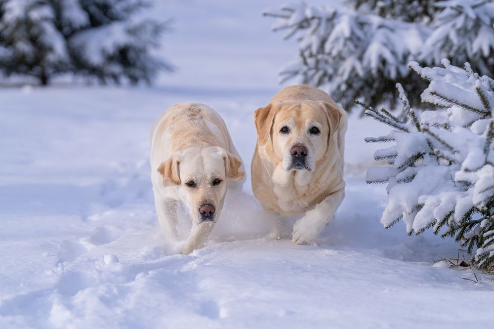 Фотография автора Елена Баврина