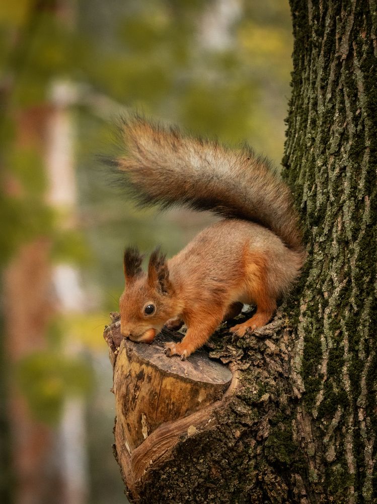 Photograph by Бравичева Анастасия