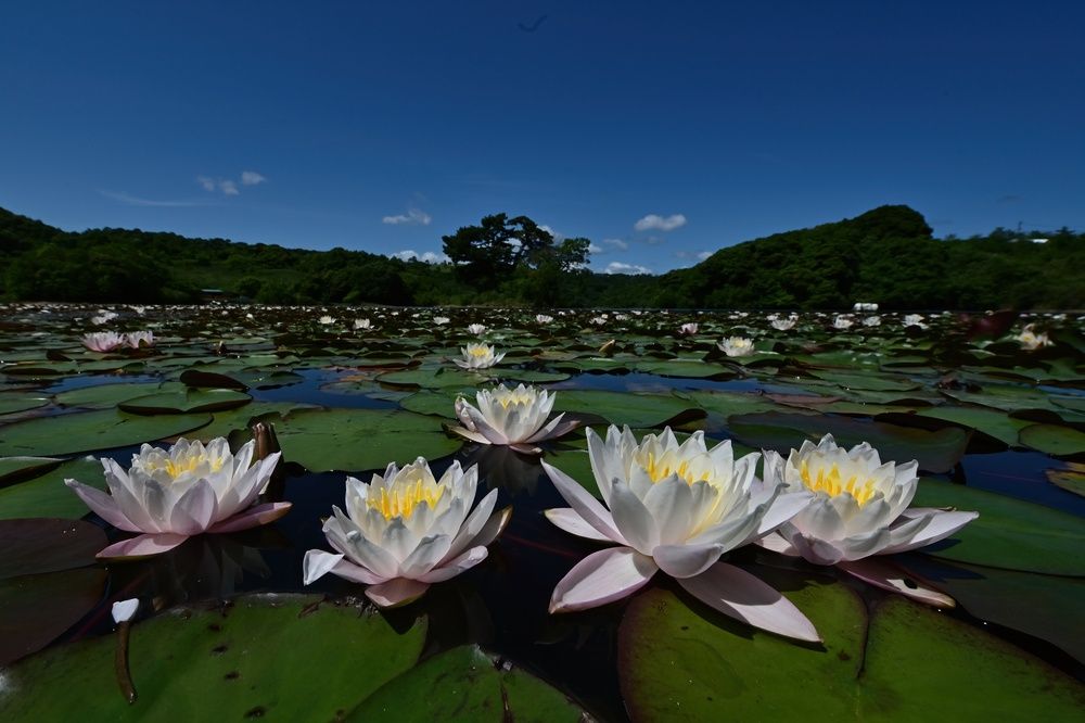 Photograph by Ohta Sigeki