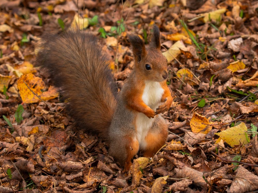 Photograph by Бравичева Анастасия