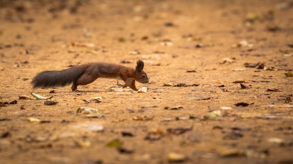 Photograph by Бравичева Анастасия