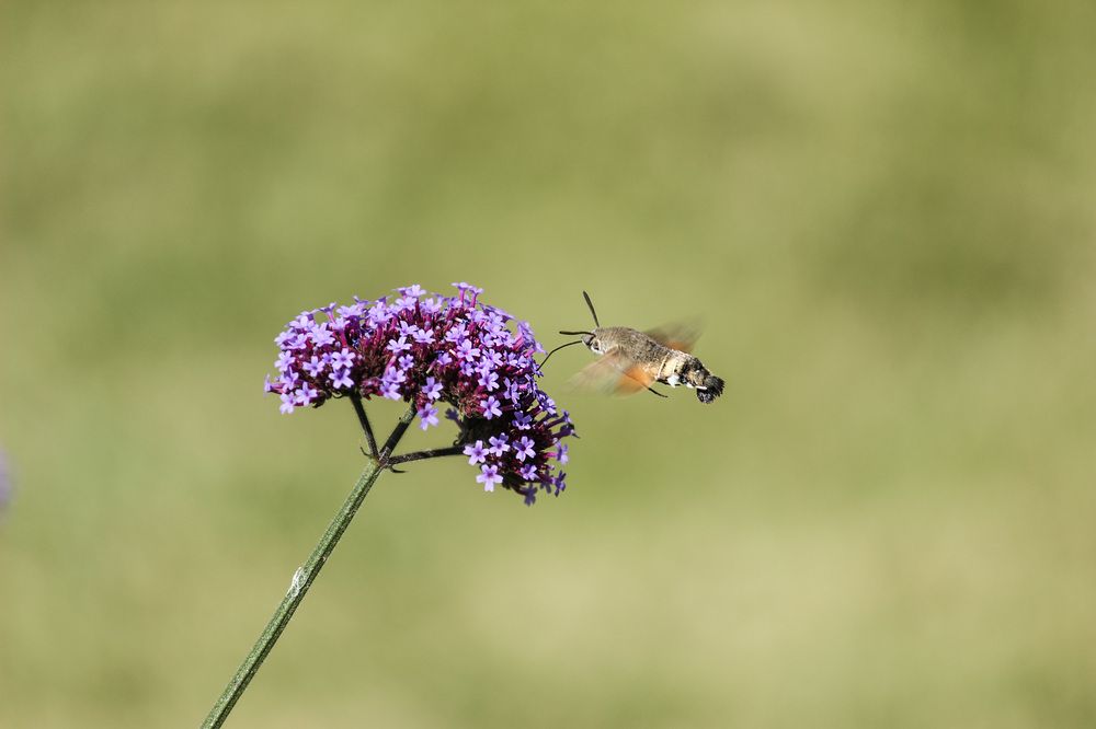 Фотография автора Марина Иванова