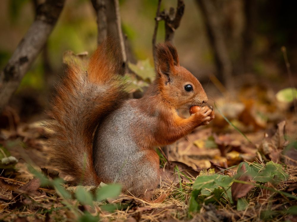 Photograph by Бравичева Анастасия