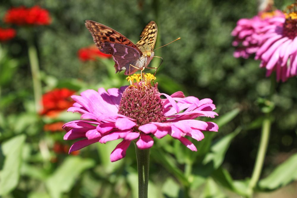 Фотография автора Марина Иванова