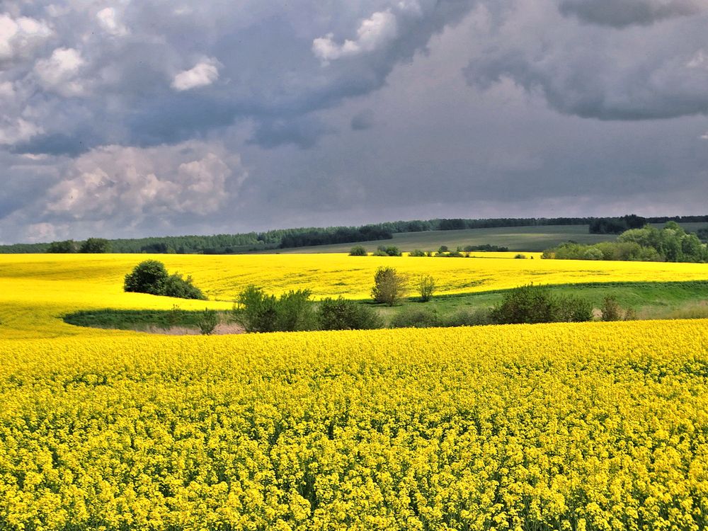 Перед грозой светлое рапсовое поле