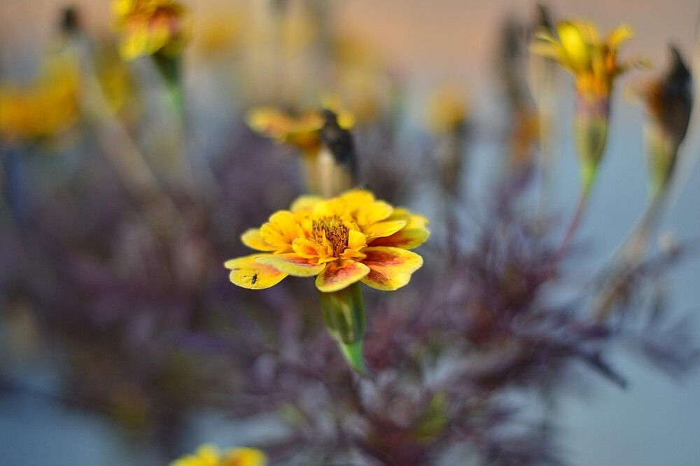 Photograph by Olga Mishenina