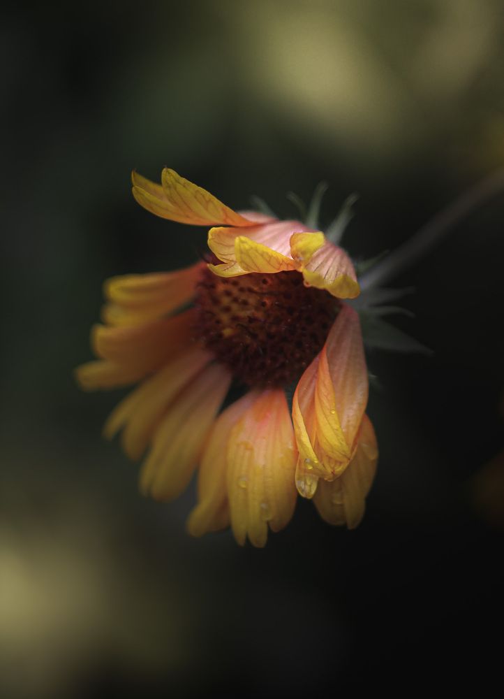 Photograph by Анна Тен