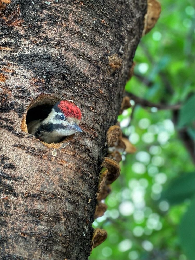 Photograph by Deyan Borisov