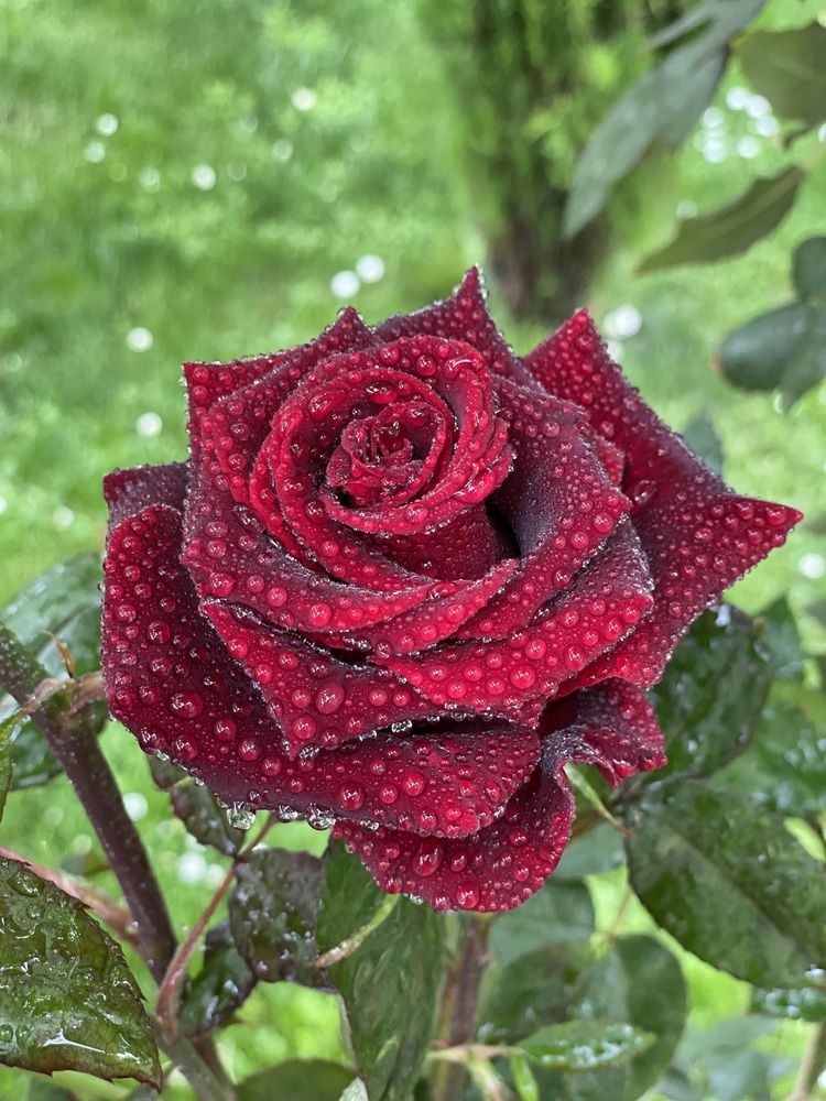 Photograph by Deyan Borisov