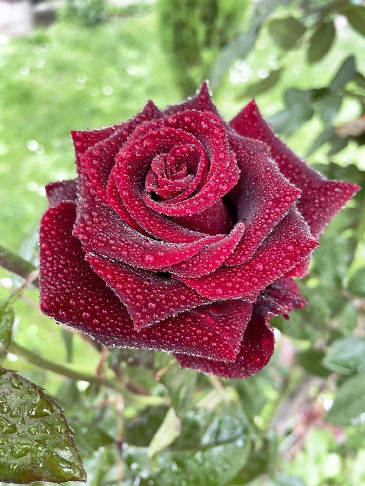 Photograph by Deyan Borisov