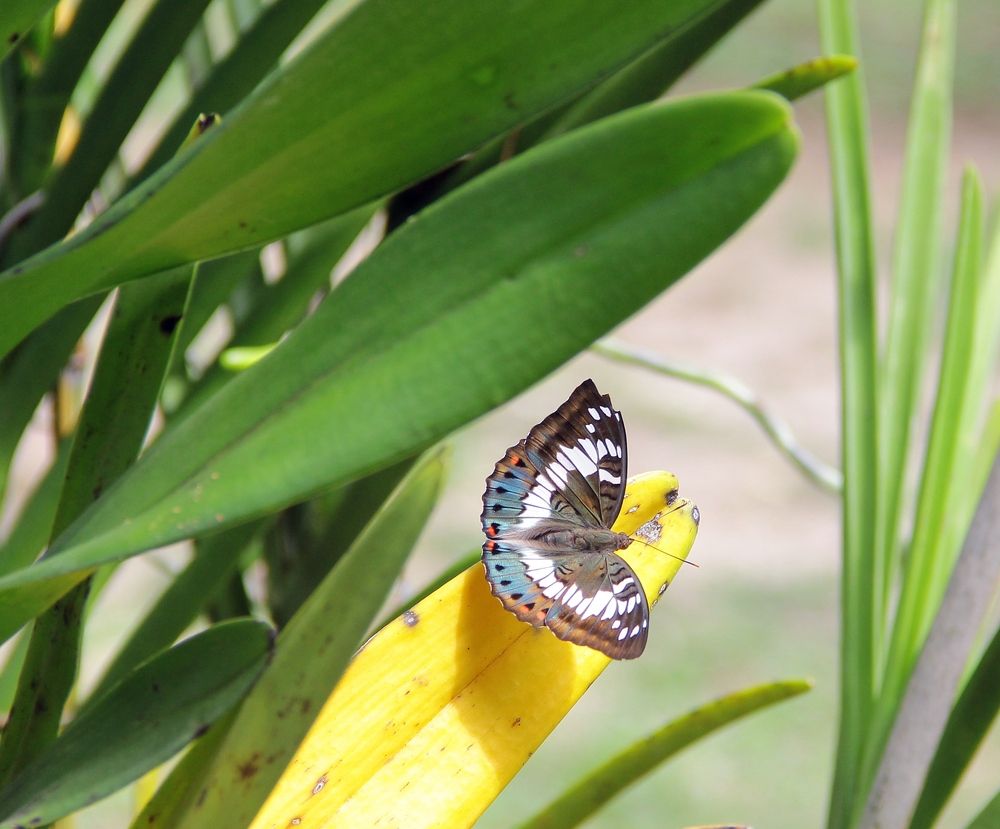 Экзотическая красотка.