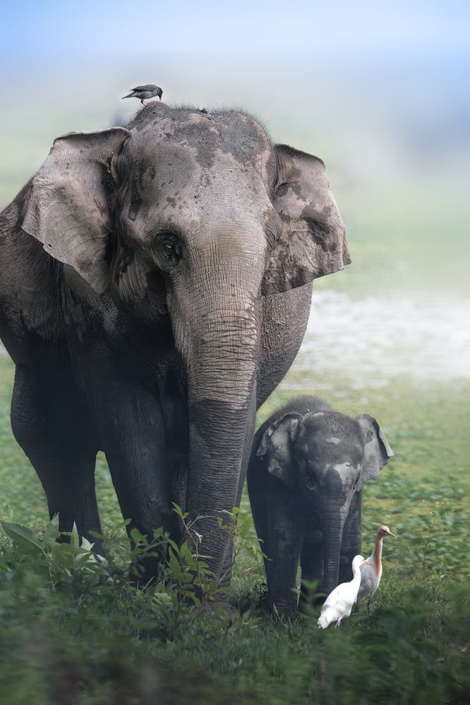 baby elephant with mama and friends