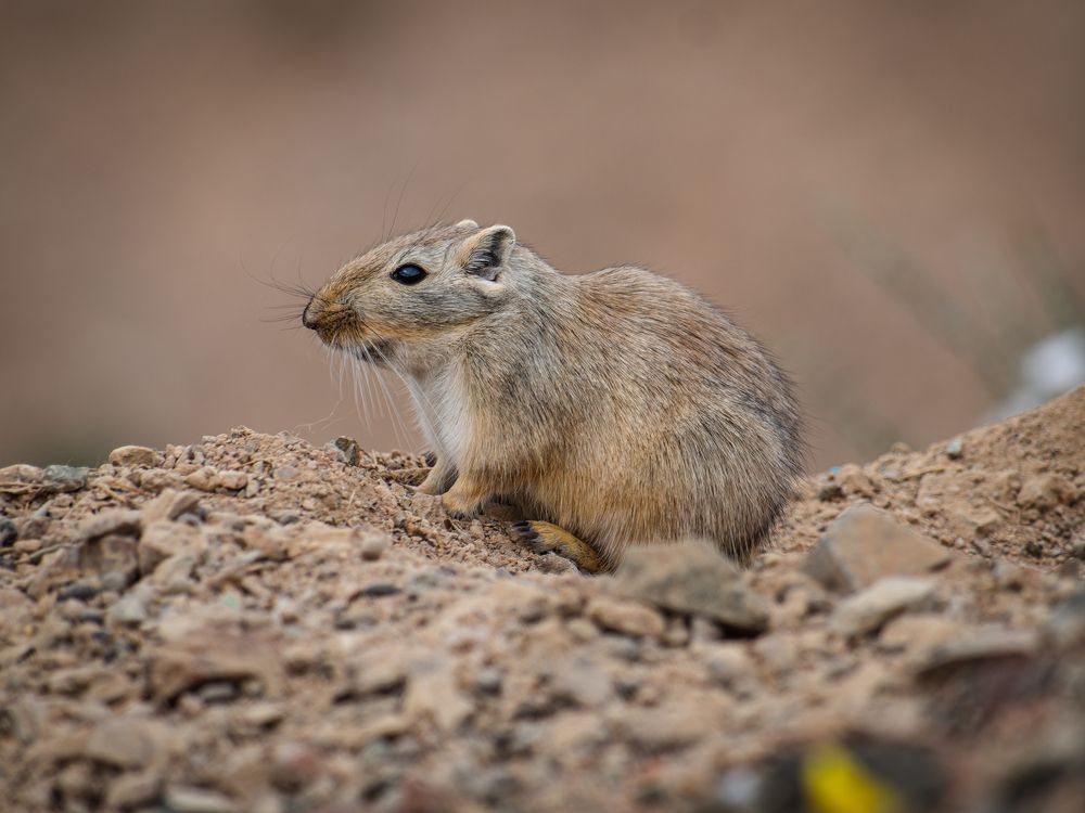 Краснохвостая песчанка.