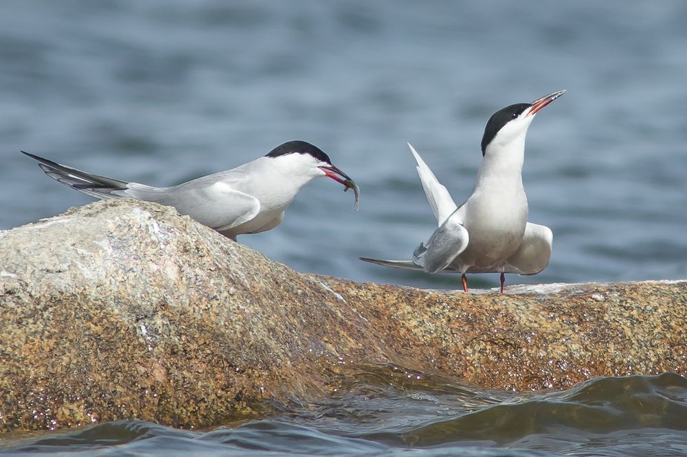 Фотография автора Суслов Дмитрий