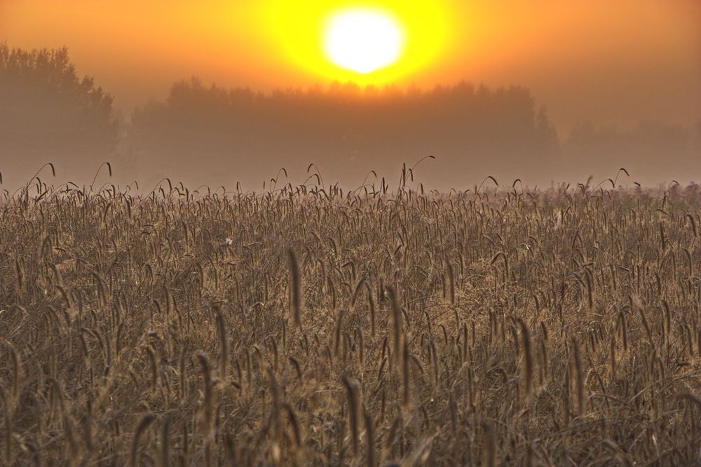 Фотография автора Анатолий Борисов