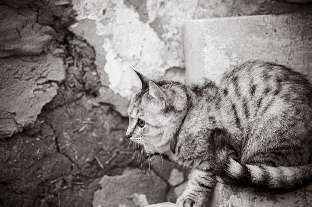 Фотография автора Тагир Должиков