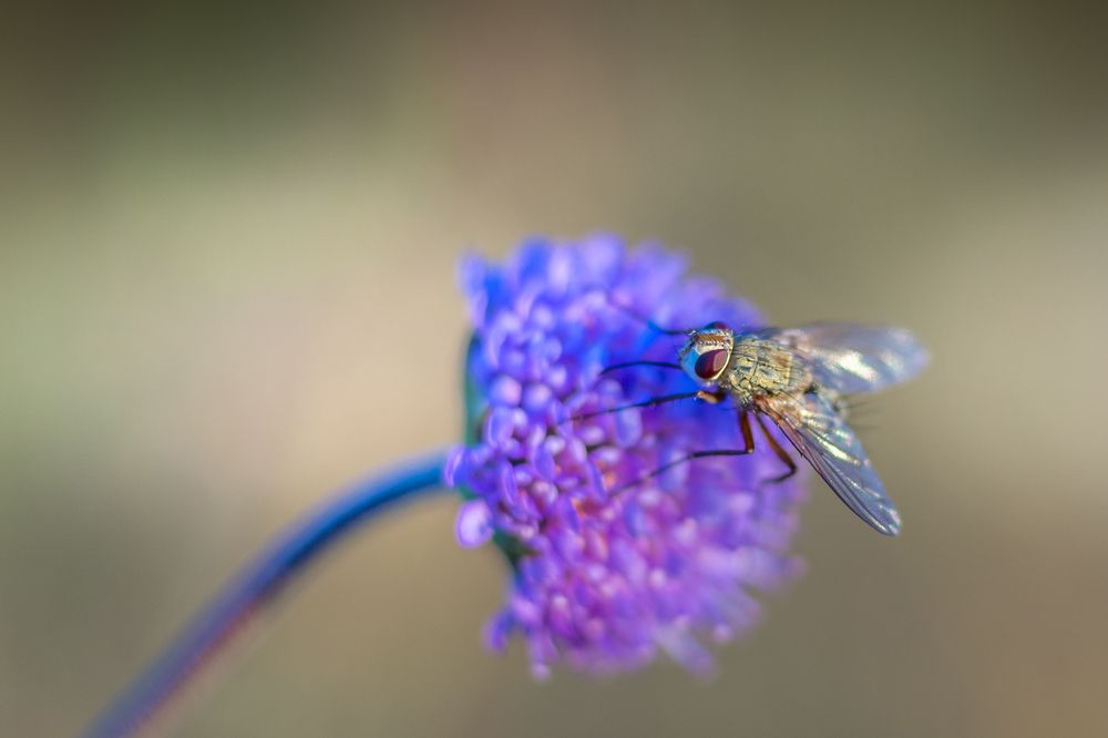 Photograph by Lionel Thenadey