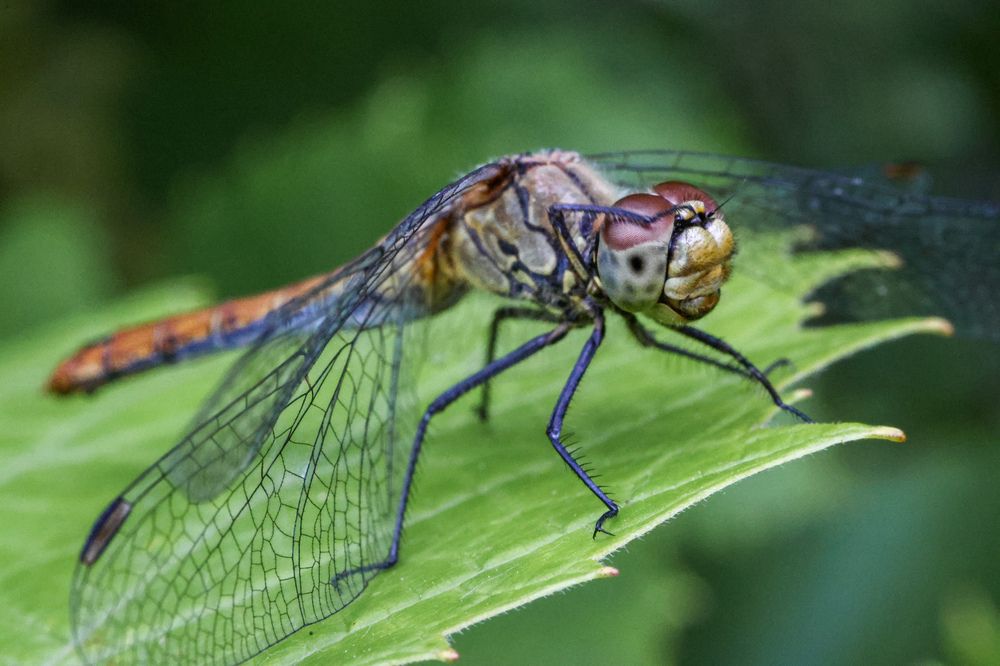 Photograph by Людмила Казак