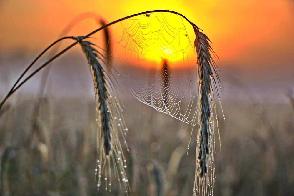 Предрассветный  туман.