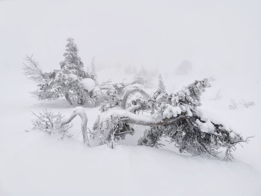 Winter foggy day on the mountain