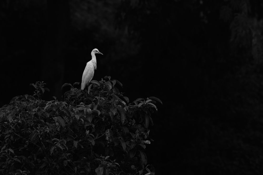 Photograph by SRIMANTA RAY