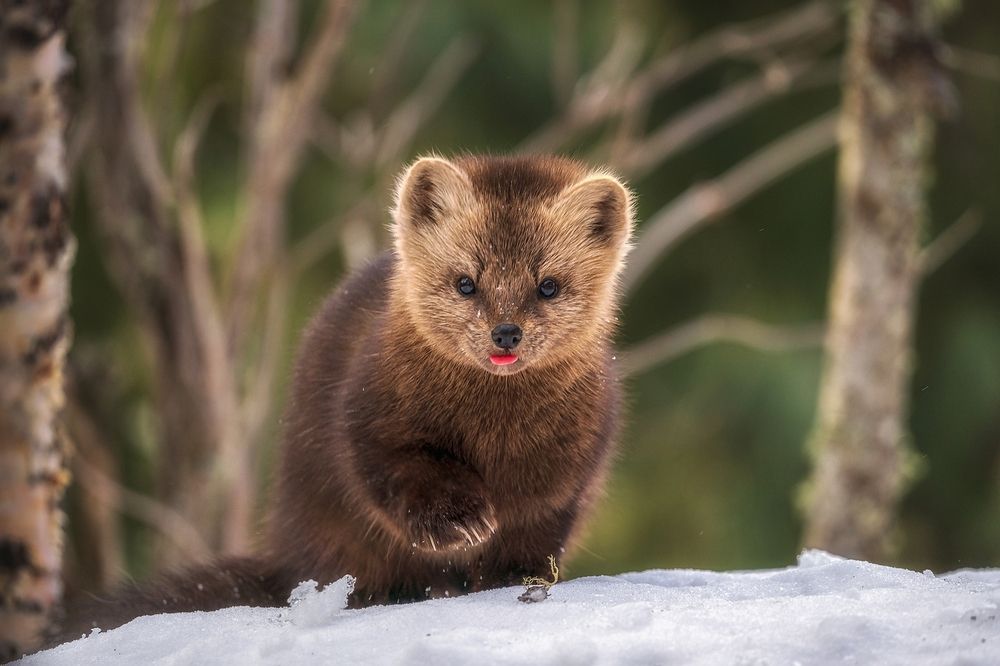 Иди ко мне мой сладкий сахар.