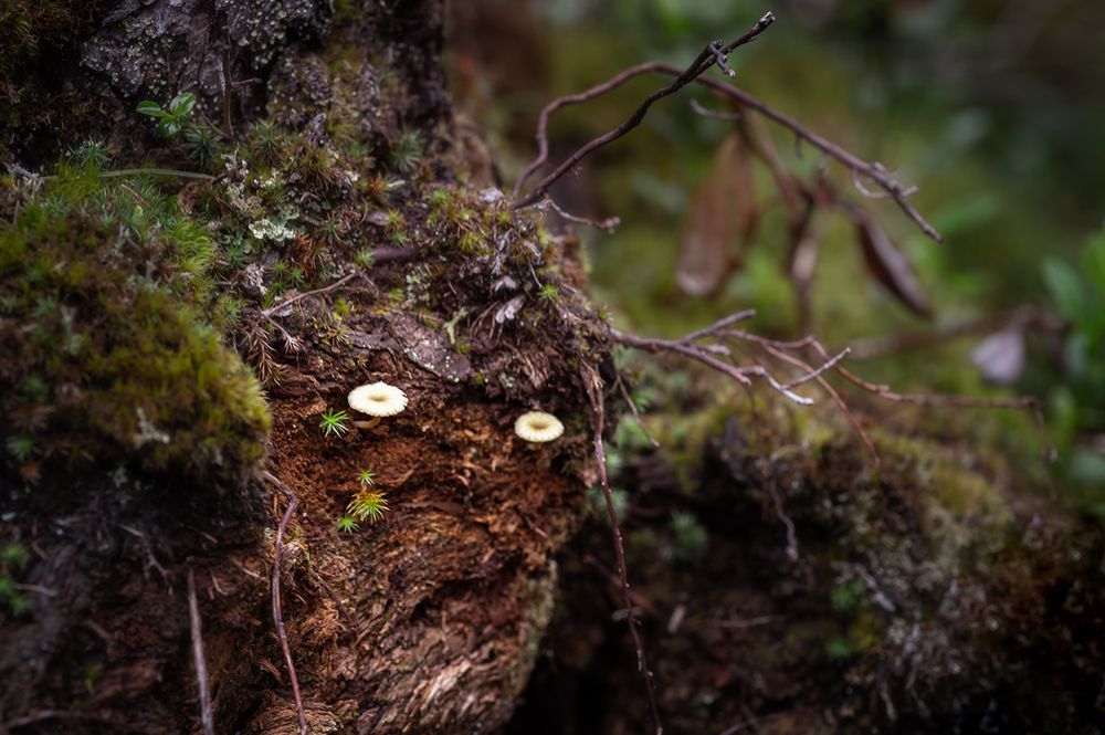 Таинственный мир Саян