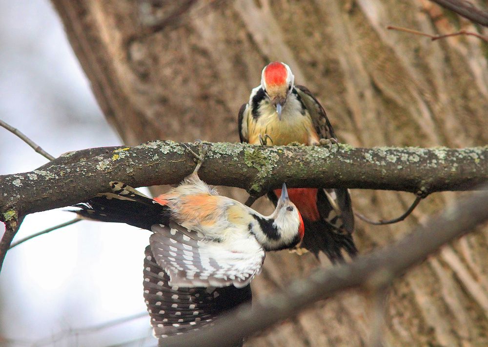 Фотография автора Михаил Крюков