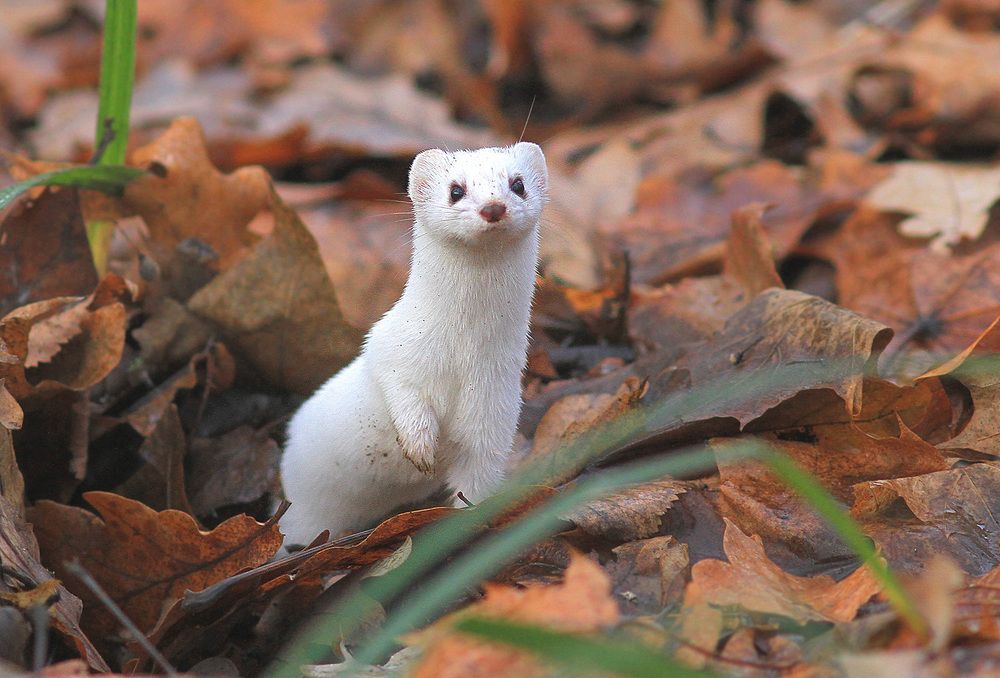 Фотография автора Михаил Крюков