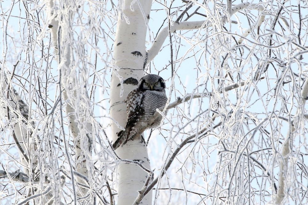 Photograph by Евгений Софронов