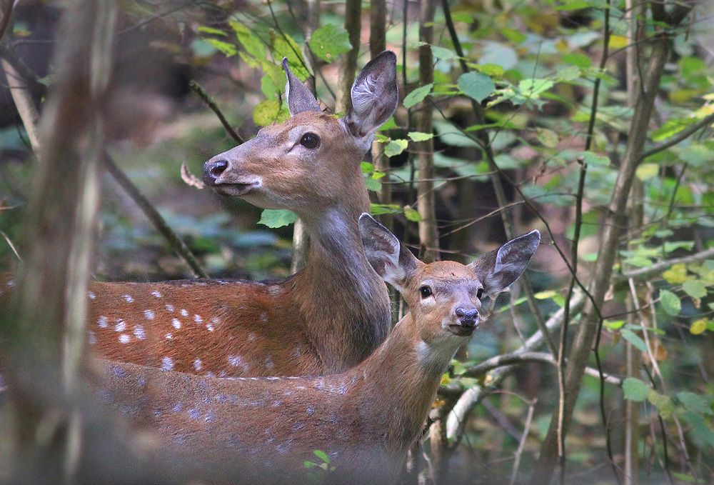 Фотография автора Михаил Крюков
