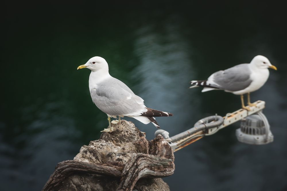 Фотография автора Храмов Роман
