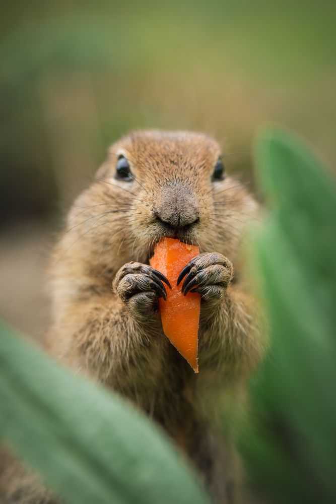 Фотография автора Храмов Роман