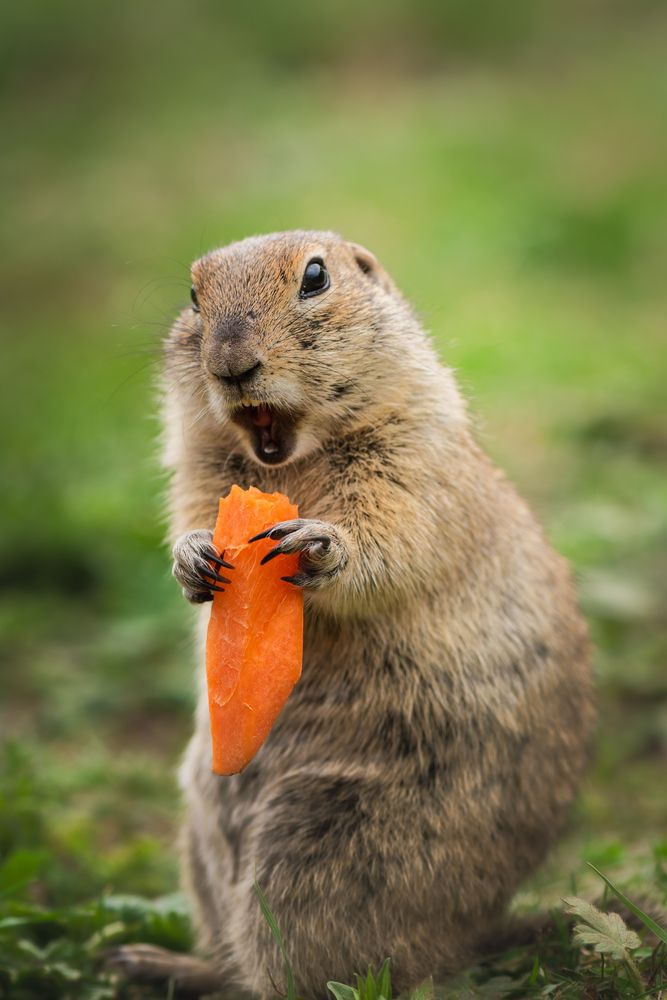 Фотография автора Храмов Роман
