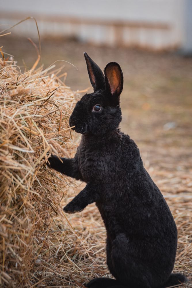 Фотография автора Храмов Роман