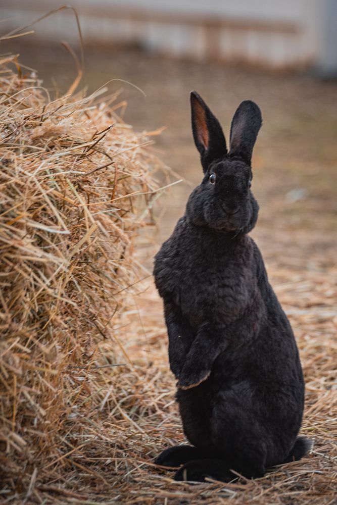 Фотография автора Храмов Роман