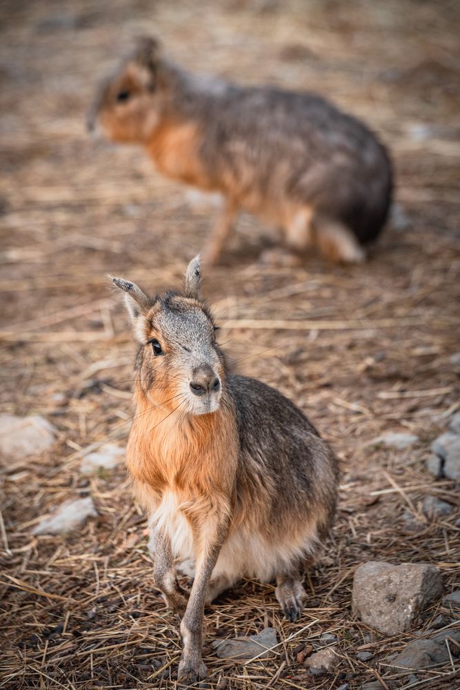 Фотография автора Храмов Роман