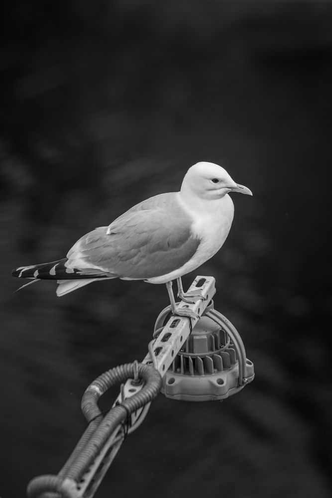 Фотография автора Храмов Роман