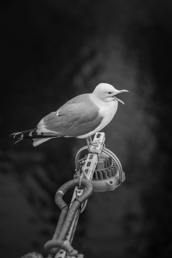 Фотография автора Храмов Роман