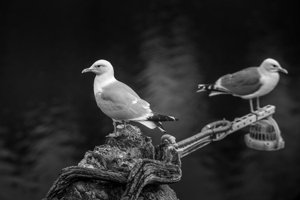 Фотография автора Храмов Роман