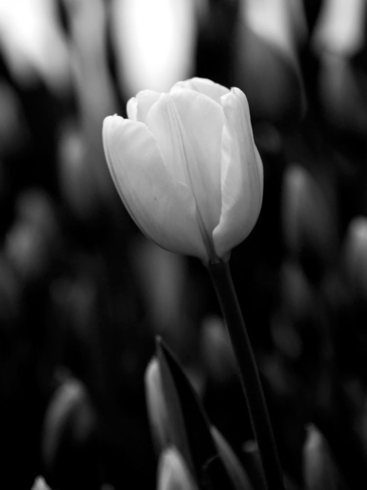 Photograph by Abdolreza Aleagha