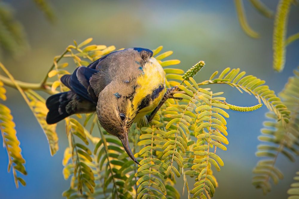 Нектарницы ЮВА