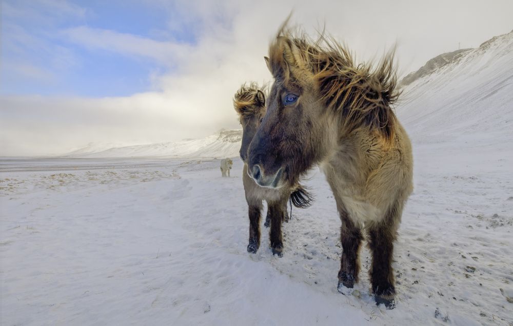 On the streets of Iceland in good company