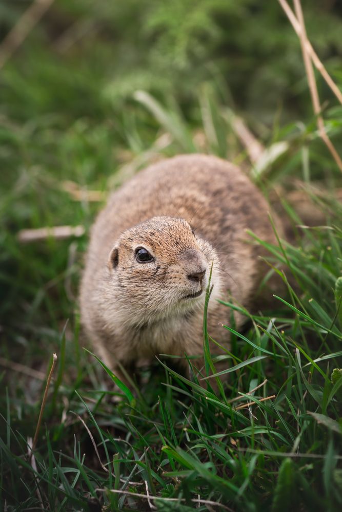 Фотография автора Храмов Роман
