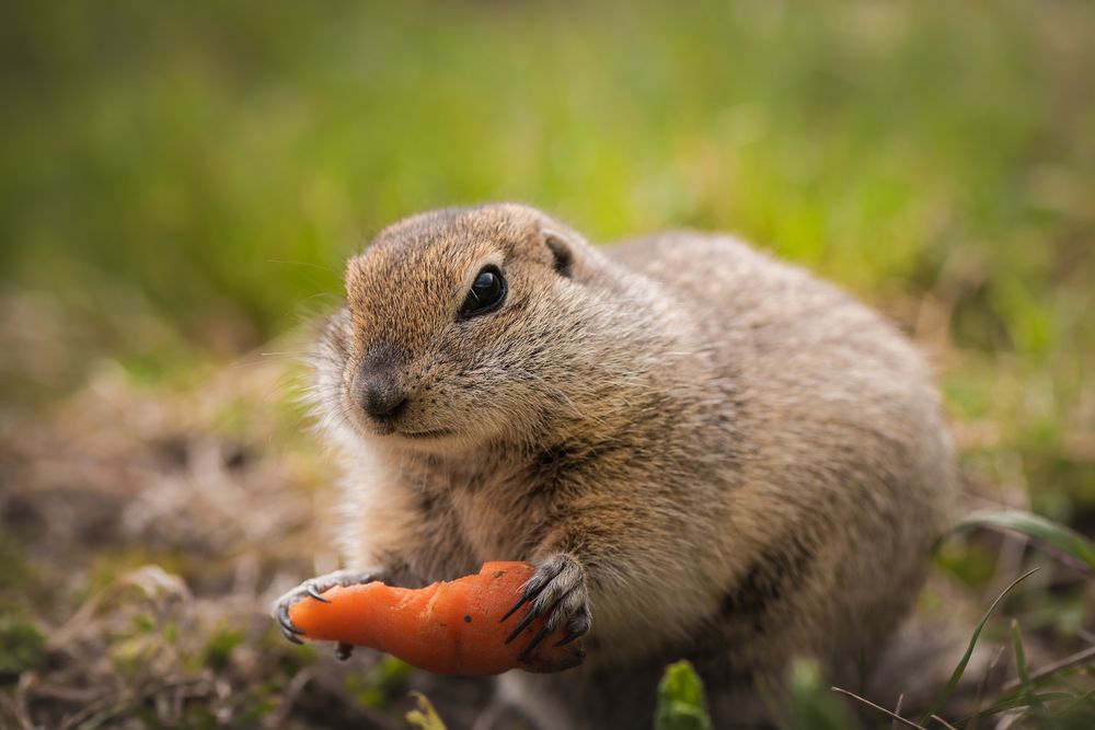 Фотография автора Храмов Роман