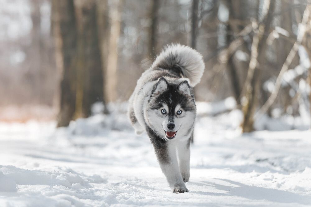 Photograph by Анастасия Жучкова