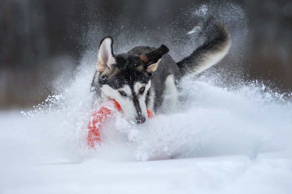 Photograph by Зубкова Юлия