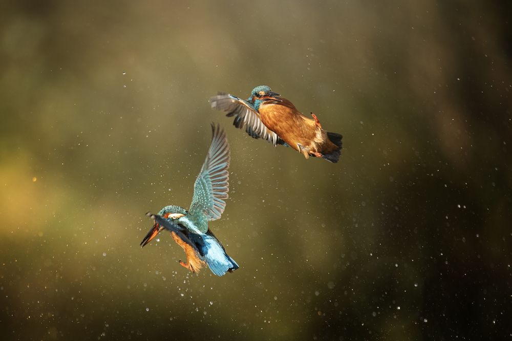 Photograph by Elke Braet